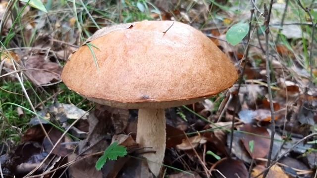 Прогулка и сбор грибов в осеннем лесу Украина Сентябрь 2020 смотреть онлайн