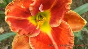 Лилейник гибридный Файр энд Фог (hemerocallis) ? обзор: как сажать, рассада лилейника Файр энд Фог