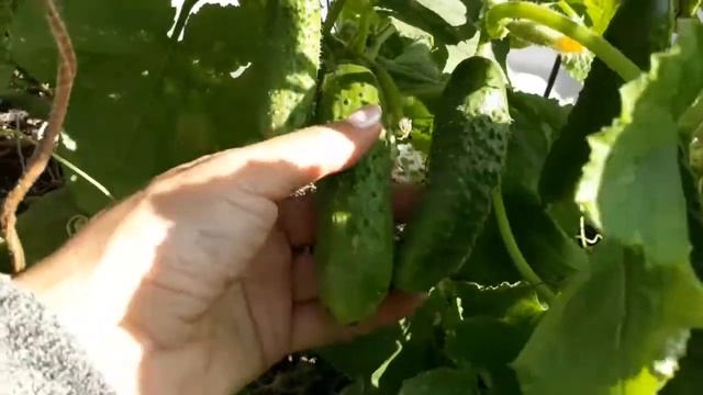 Огурец гибрид Кураж в сентябре смотреть онлайн