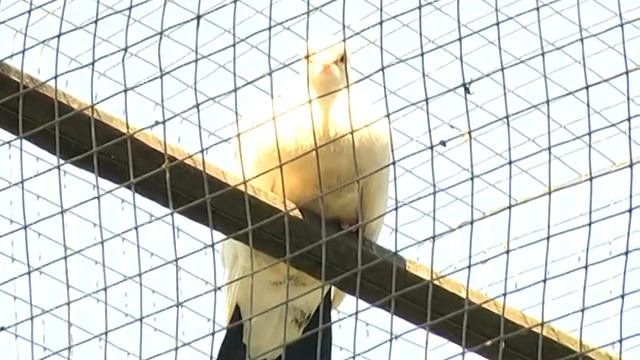 Голуби бойные. Бакинские. Рассказывает эксперт- голубевод Вадим Рыбас