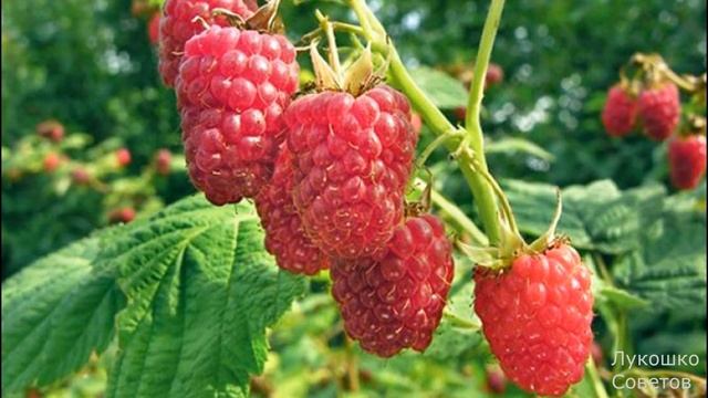 Подкормка Ремонтантной Малины Весной Удобрения для Ремонтантной Малины Весной для Хорошего Урожая! смотреть онлайн