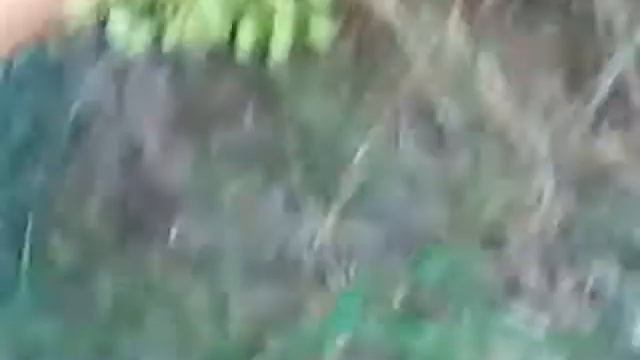 Виноград Краса Нікополя смотреть онлайн