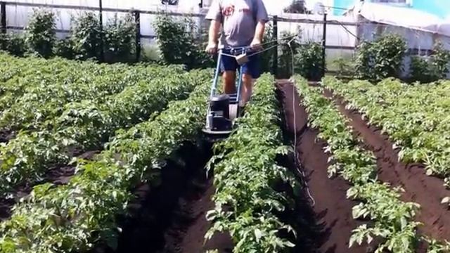 Окучивание картофеля. ЛопЛош