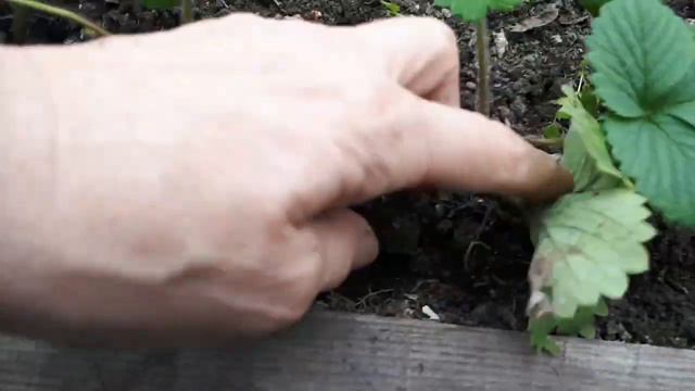 Земляника в прикоп