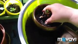 #Гиппеаструм весенняя пересадка и уход