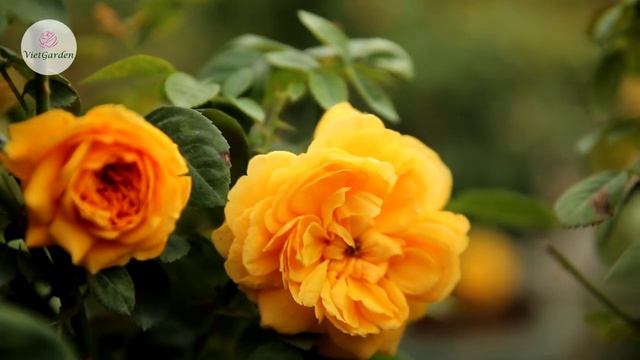 Hoa hồng ngoại Leah Tutu rose - Hoa đầu mùa tuyệt đẹp смотреть онлайн