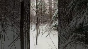 Работа ЗСЛ Западной Сибирской Лайки в Девять месяцев #охота#лайки