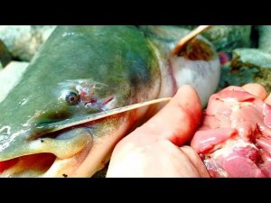 ОН ВЗЯЛ В ПОЛНОЧЬ !!! НАСАДИЛ ЭТУ НАЖИВКУ И БЫЛ ШОКИРОВАН !!! РЫБАЛКА НА СОМА С НОЧËВКОЙ!