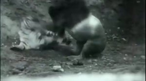 Lion Vs Tiger Real Fight Original Video