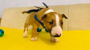 Щенок минибультерьер Харви Из СА, 37 дней.