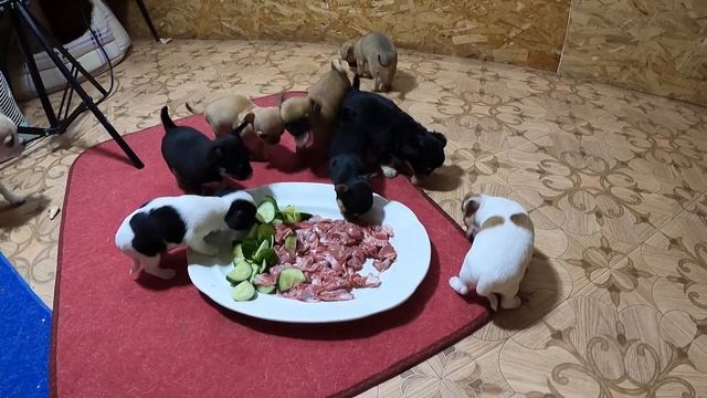 КОРМЛЕНИЕ ЧИХУАХУА / Овощи, сырое мясо, витамины - рацион чихуа /питомник МАРИ МИСТИК щенки чихуа