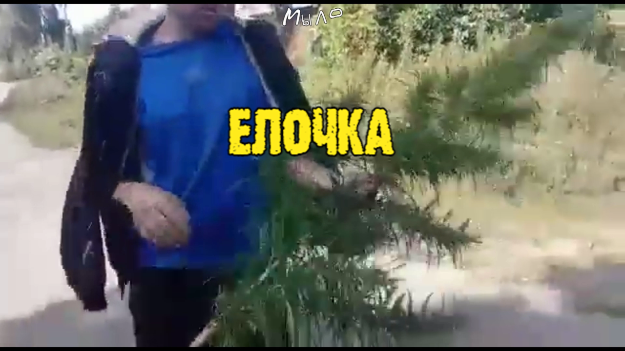 Ёлка.