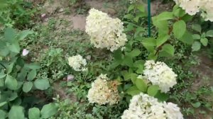 Саженцы гортензии из питомника веры Глуховой