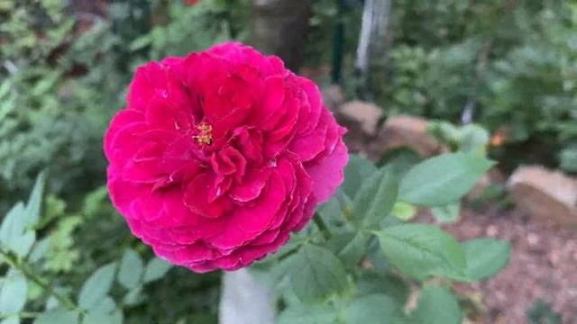 Роза Помпонелла, сама на себя не похожа! Розы в саду 15.08.21г.