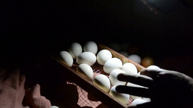 Инкубация яиц из хозяйства Олега Фокина. День 7й. Проверяем оплод. смотреть онлайн