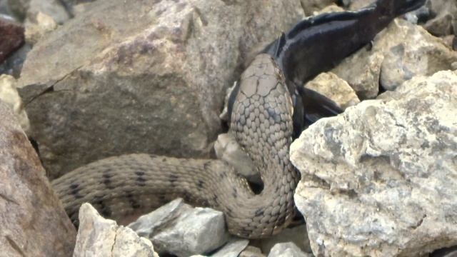 Гадюка поймала бычка.Гадюка Крым. смотреть онлайн