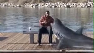 Акула Ест Человек