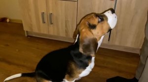 Первые Основные Команды Бигля / Beagle's First Basic Commands