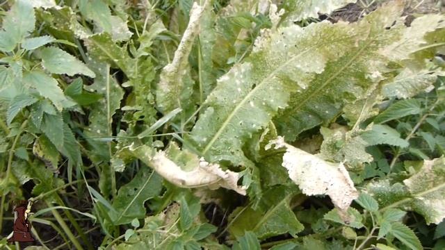 Коп на заброшенной деревне с металлоискателем, редкие накладки от складного ножа СССР смотреть онлайн