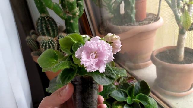 Fialka Az-EL смотреть онлайн