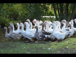 Гуси Андреева Михаила. Экспедиция по гусеводческим хозяйствам №2.