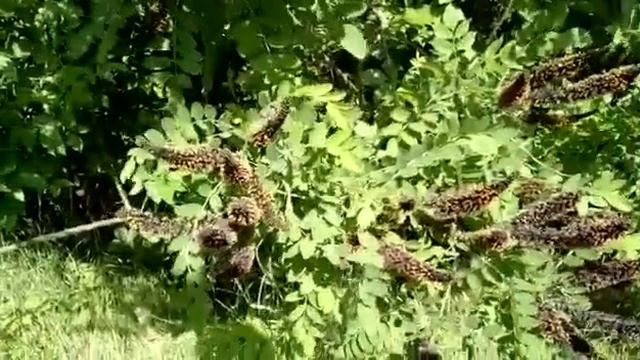 Кормовая база для пчёл-аморфа или гледичия?-28.05.2019 смотреть онлайн