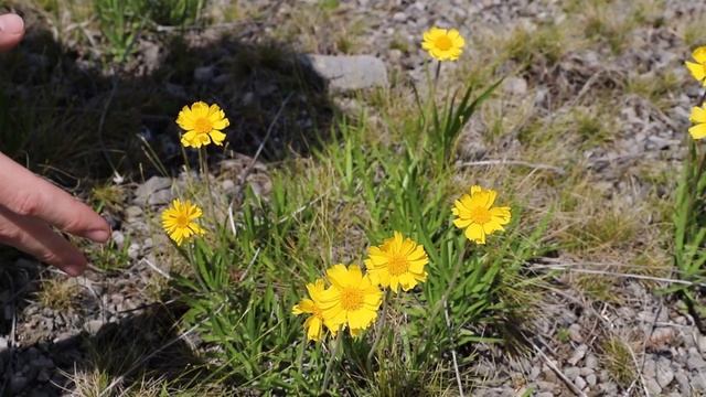 Lakeside Daisy (Hymenoxy acaulis var. glabra) | Threatened Thursday смотреть онлайн