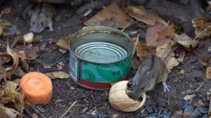 10 минут из жизни диких мышей. Мыши любят пить