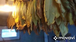 Октябрь, добираем табак черный Боливийский.Климат решает все.