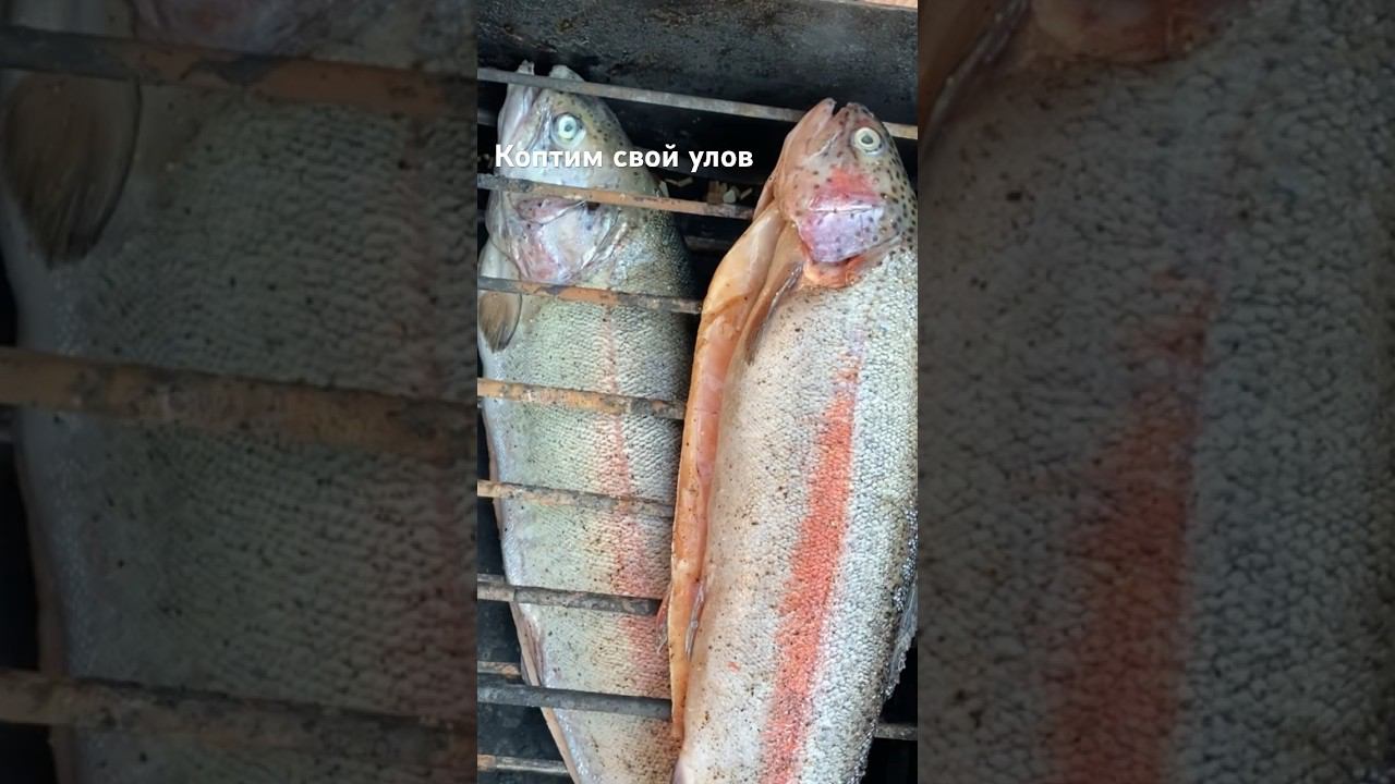 Коптим улов #fishing #рыболовныеузлы #ловляфорели #рыбалка #troutline #спиннинг #форель