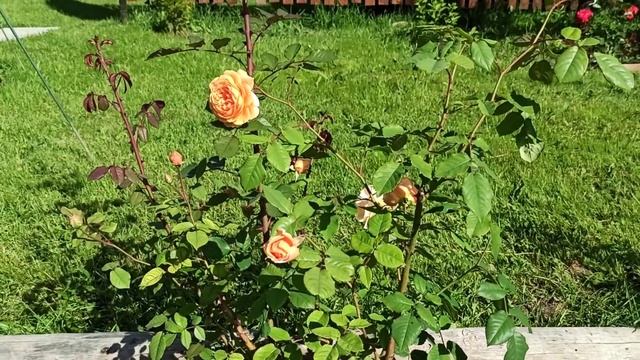 Цветение роз в моём саду 1июля 2020г. ? смотреть онлайн