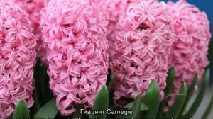 Гиацинты: цветы, растение, уход в домашних условиях