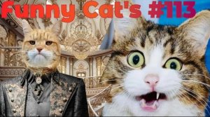 Смешные коты #113