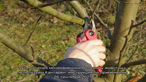 Для получения хорошего урожая сливы необходима обрезка