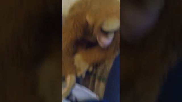 песня про ляпоту🐼🦊🤩🤩🤩🤩 смотреть онлайн