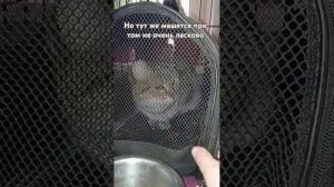 кошка Муся поехала в ветклинику на свою первую прививку.