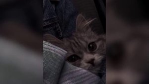 Kenan&Suleyman - Не похожа (speed up)