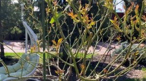 РОЗЫ. РОЗЫ ПЛОХО РАЗВИВАЮТСЯ ВЕСНОЙ, СДЕЛАЙТЕ ЭТО…