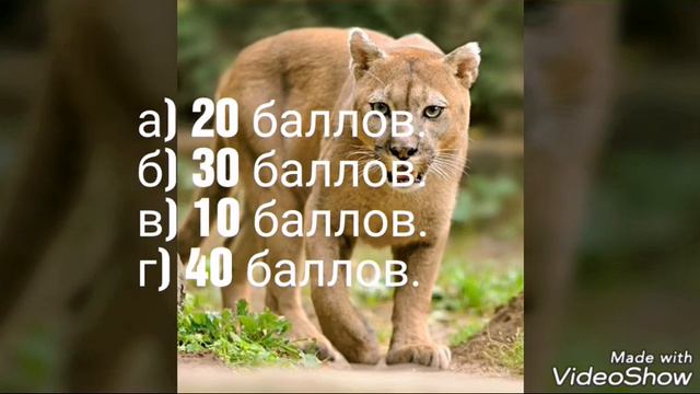 ТЕСТ: КАКАЯ ТЫ БОЛЬШАЯ КОШКА? смотреть онлайн