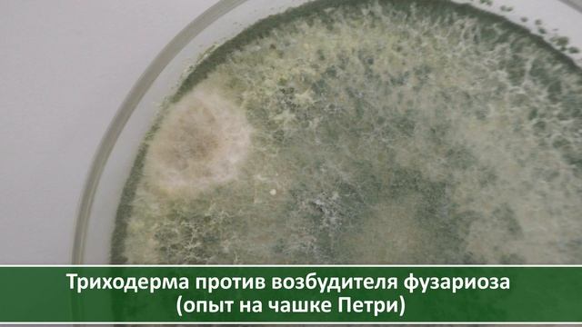 Что лучше: Максим или триходерма? Борьба с фузариозом озимого чеснока: эксперимент. Посадка осенью смотреть онлайн