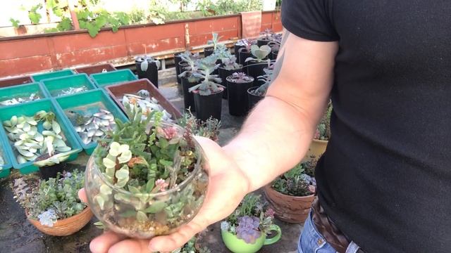 Как зимуют мои садики из суккулентов смотреть онлайн