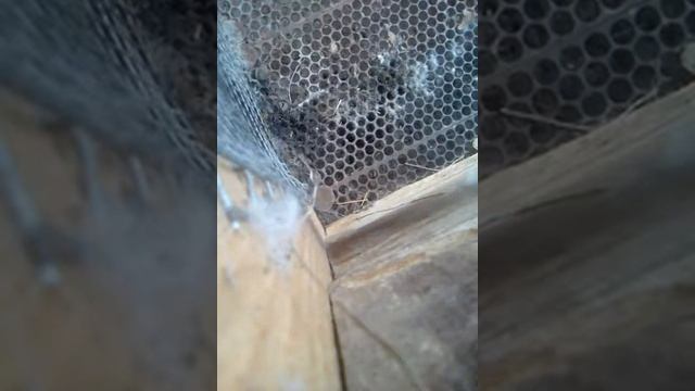 Ремонт маточника + дизенфекция клетки !?? смотреть онлайн