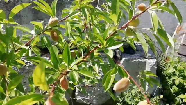 Посадив солодкий МИГДАЛЬ на Заході України... смотреть онлайн