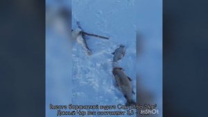 Рыбалка Крайний север Якутии Арктика ? Подлетная Рыбалка на Чир ? 11.11.2021 г.