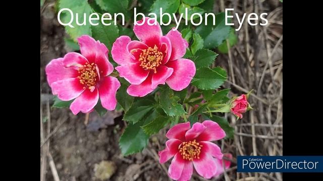 Кутюр роза тилия от "Via rosa"... смотреть онлайн