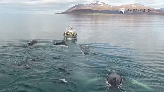 Whale Watching EXTREME смотреть онлайн