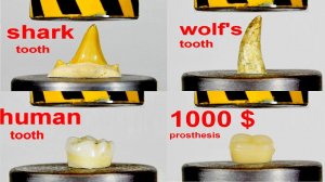 HYDRAULIC PRESS VS ANIMAL AND HUMAN TEETH