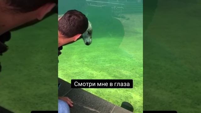 Тюлень :- смотри мне в глаза!