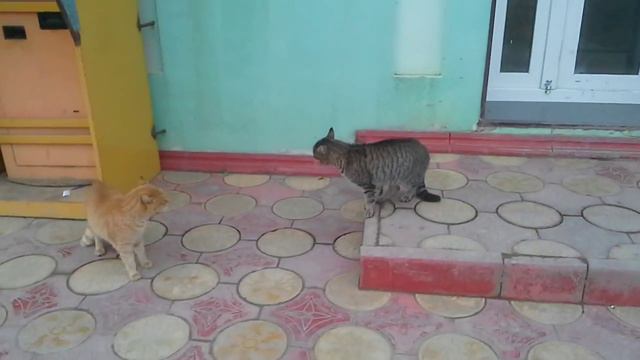 Где ты был этой ночью ? смотреть онлайн