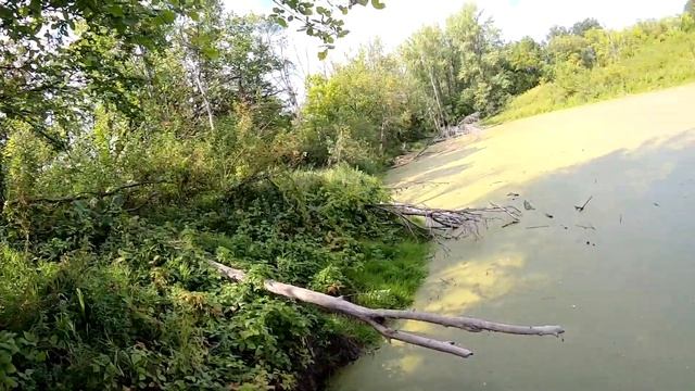 ОХОТА НА УТОК С ПОДХОДА. Открытие охоты по перу 2020. смотреть онлайн